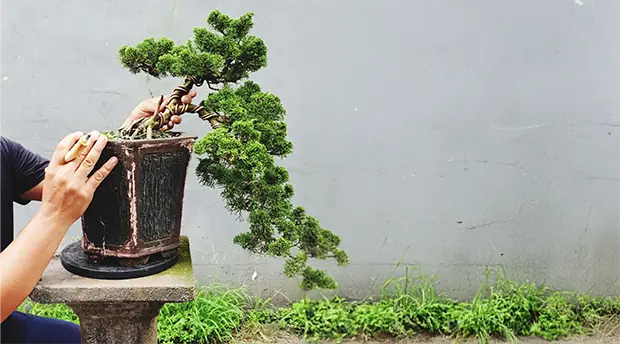 Bonsai Services Bonsai Services
